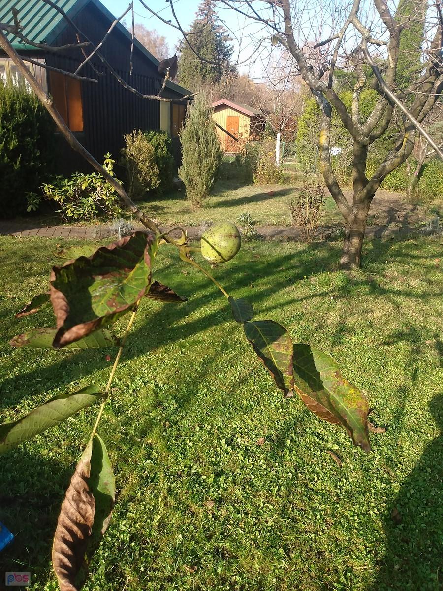 Ostatni orzech
