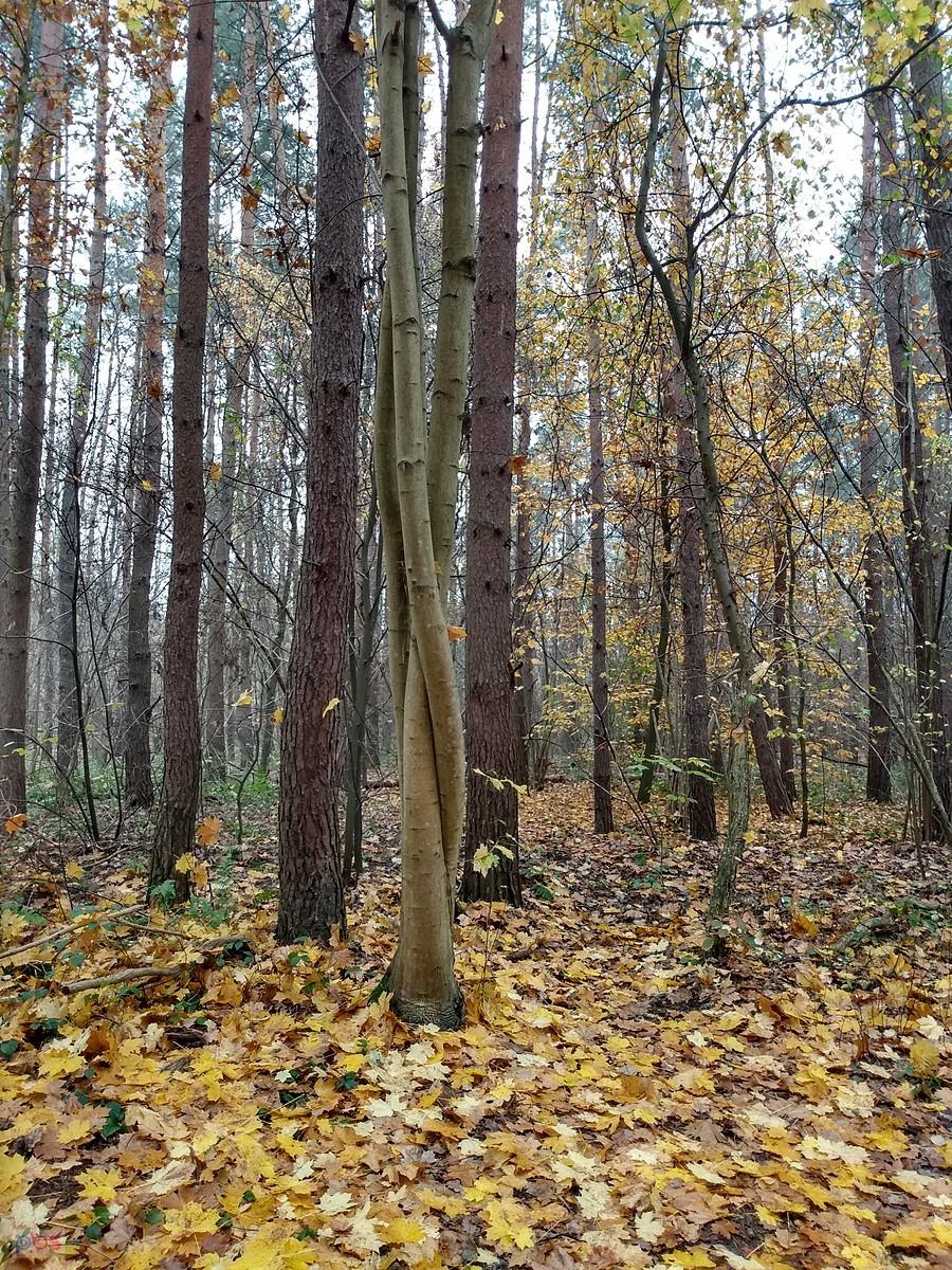 Coś mu się poplątało :)