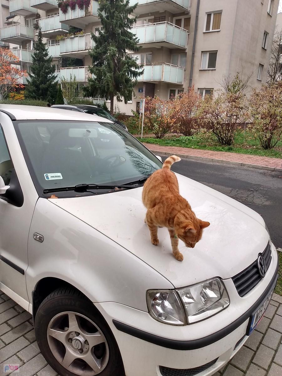 Kotek na aucie