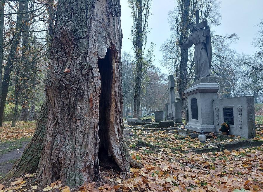 Starze drzewo i Jezus, cmentarz przy Samotnej, Poznań
