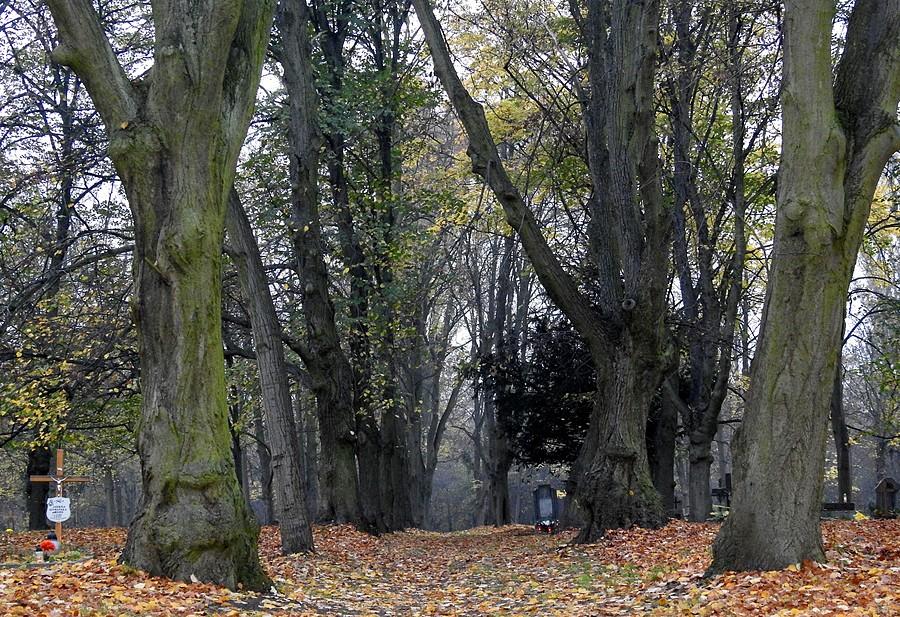 Drzewna alejka, cmentarz przy Samotnej, Poznań