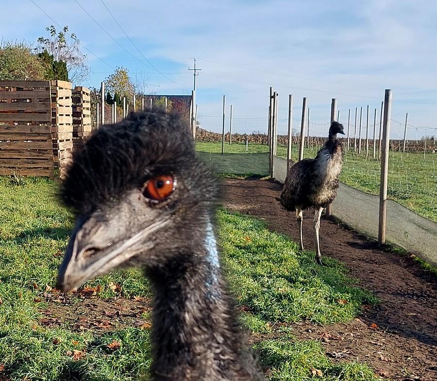 Emu, ziom! :)
