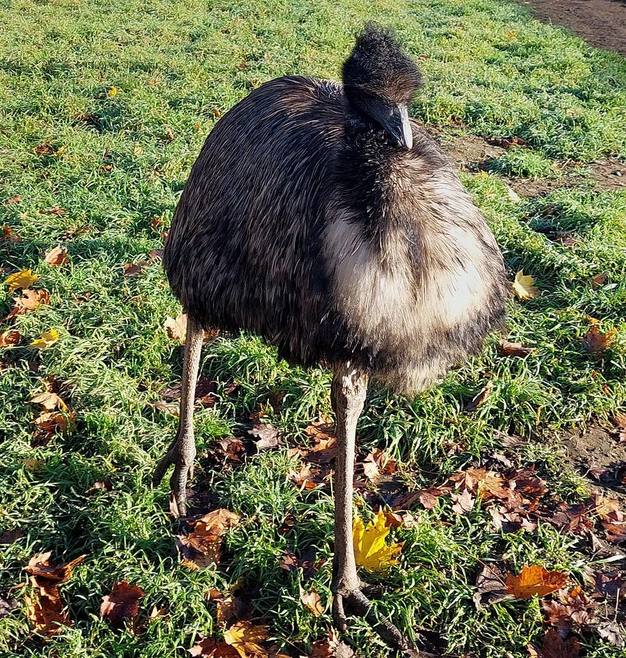 Pełznące emu :)