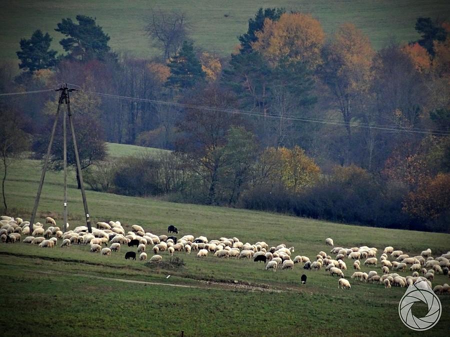 łowiecki czekają na zjedzenie przez wilków