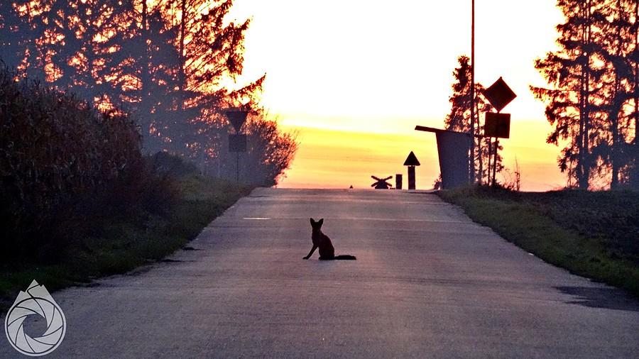 lisek czeka na jakiegoś stopa czy coś...