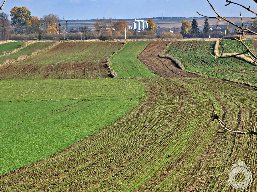 pola wiją się do zakładów tłuszczowych