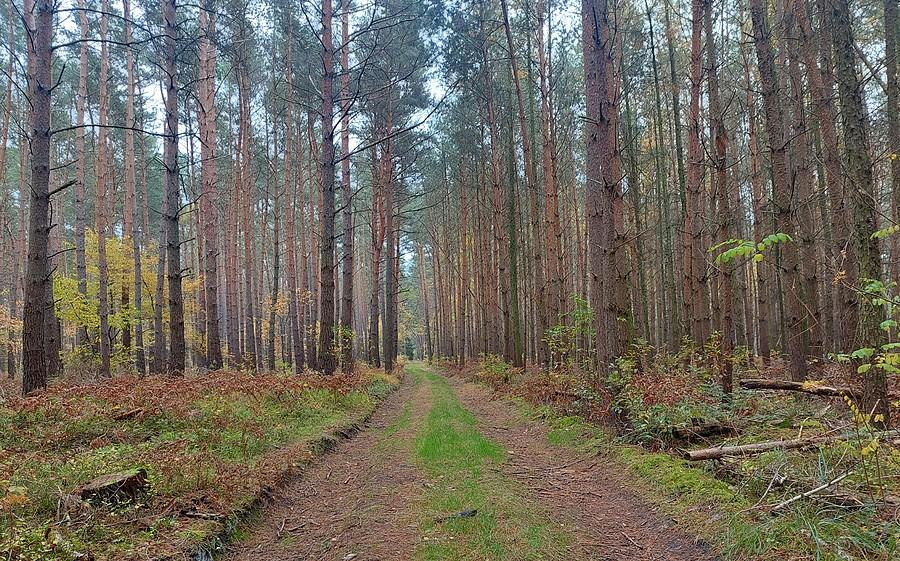 Las przed instalacją