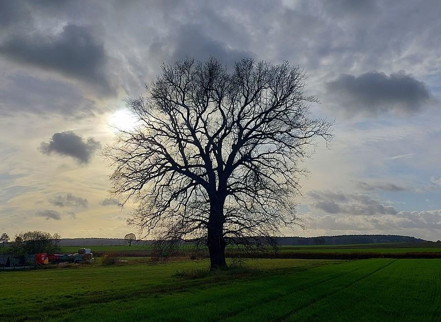 Drzewo już łyse, ale klimatyczne