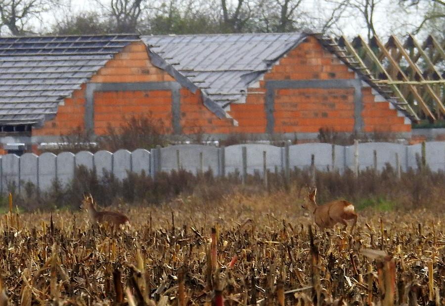 Uciekające sarenki na tle kolejnej deweloperki