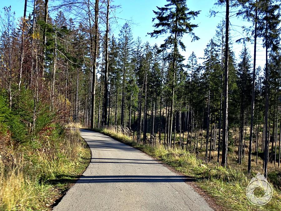 śródleśna droga na Laliki