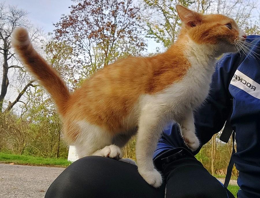 Kitol chce dać buzi :)