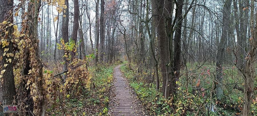 Kładeczki na zilonym przy Kanale Zaborowskim