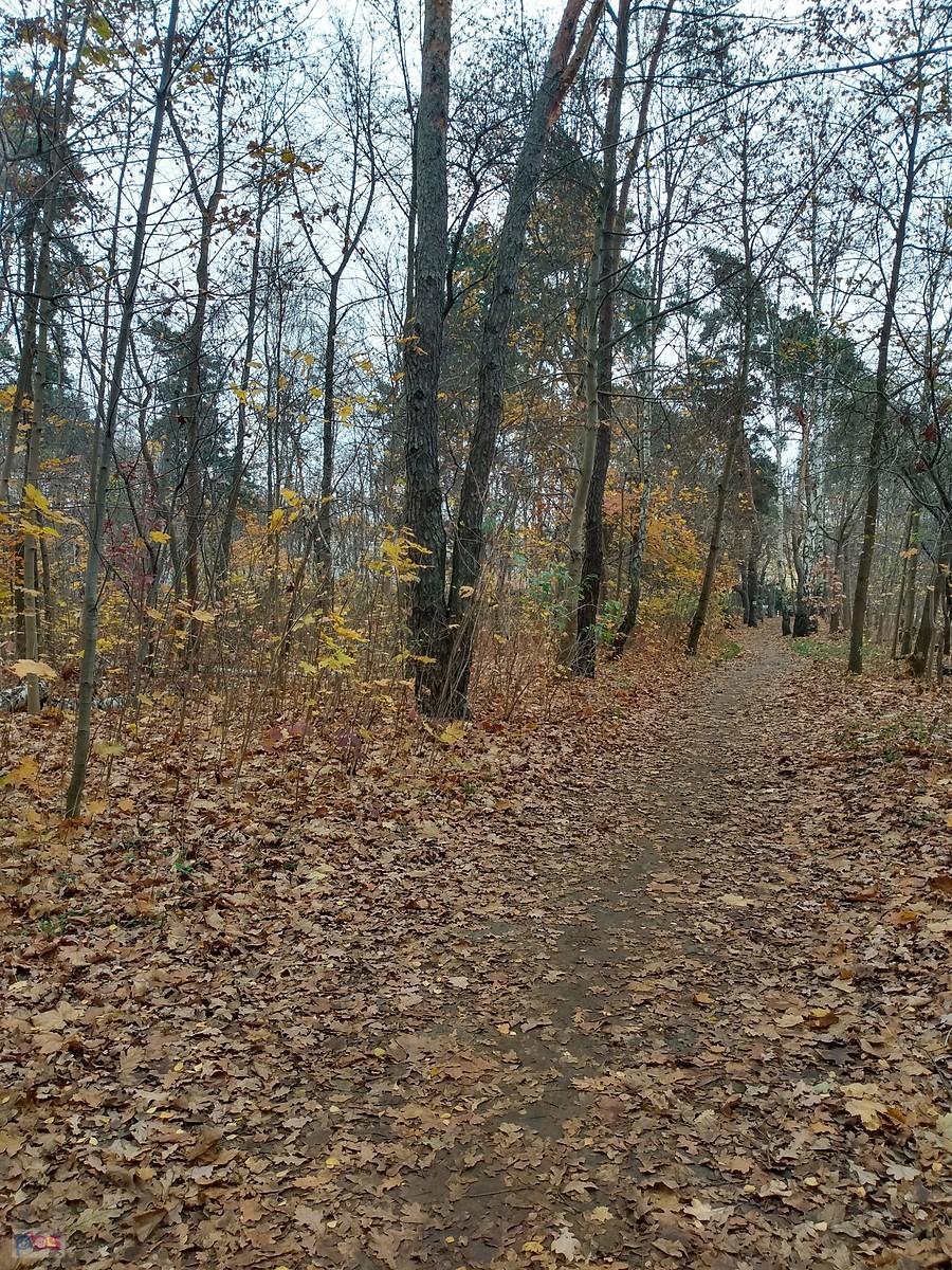 Leśna ścieżka jesienią