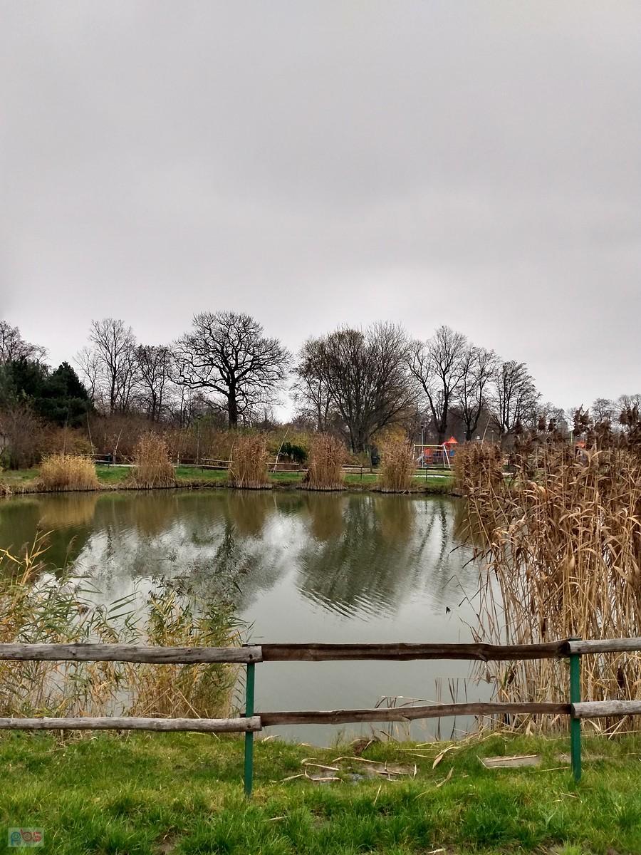 Staw w Borzęcinie