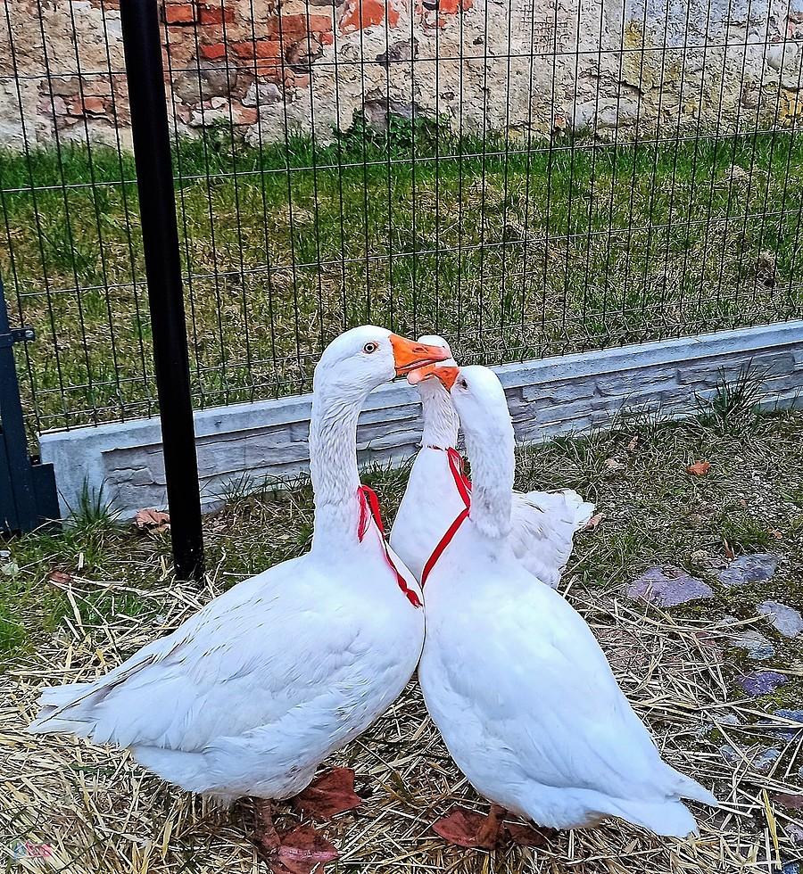 Trzy gąski z Jerzmanowej