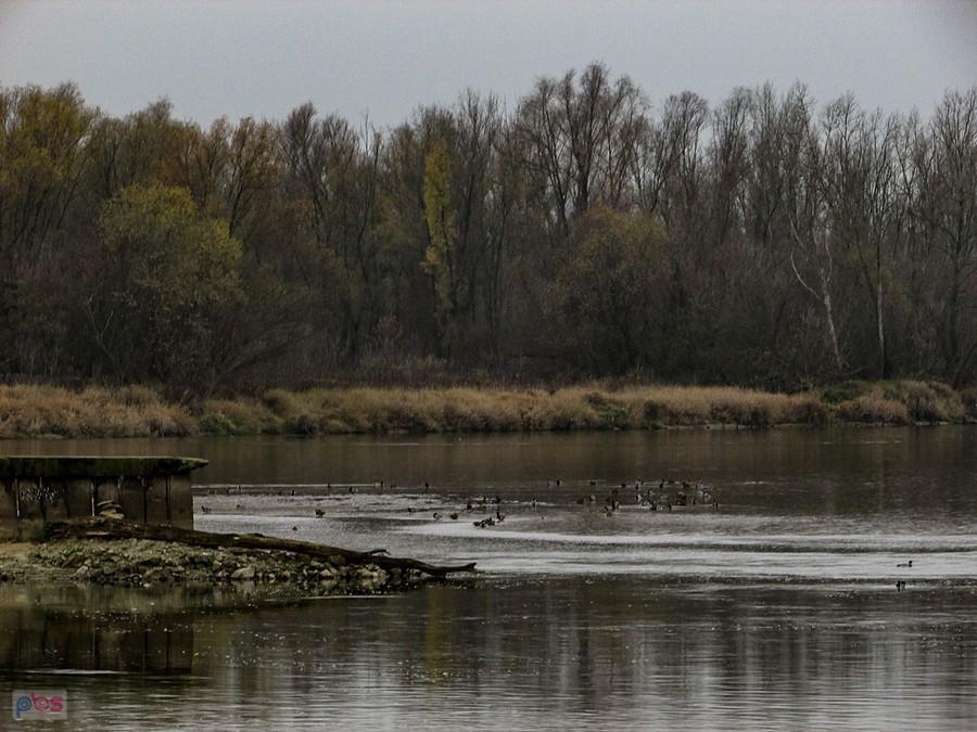 Kaczki szwendają się po zakolach Wisły