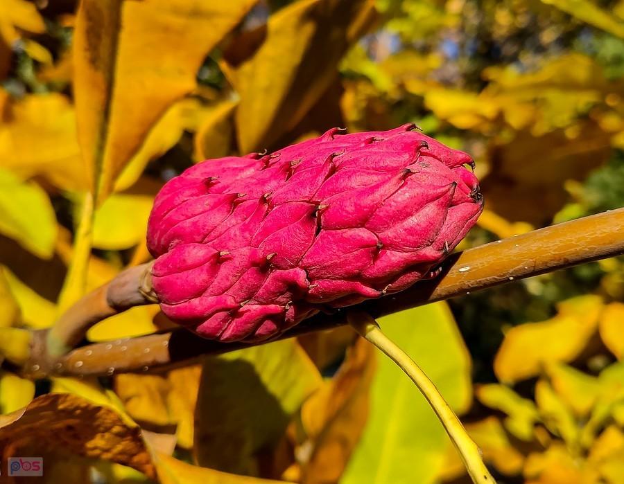 Różowa szyszka magnolii