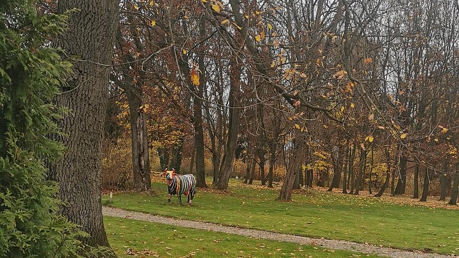 Krowa na pastwisku w Żółwinie