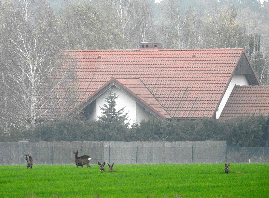 Spokojne, odpoczywające sarenki