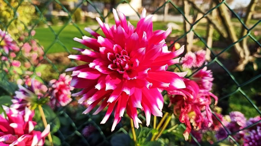 Dalia
