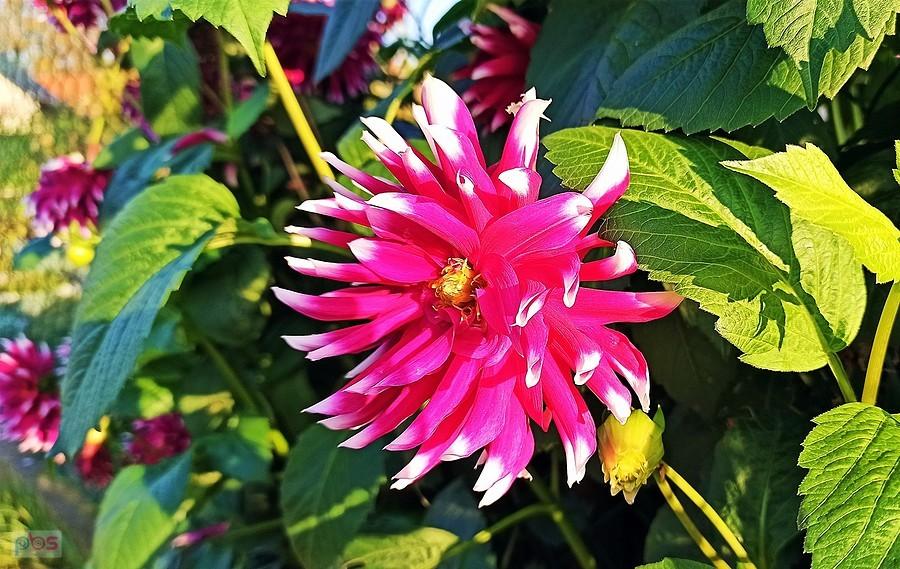 Dalia