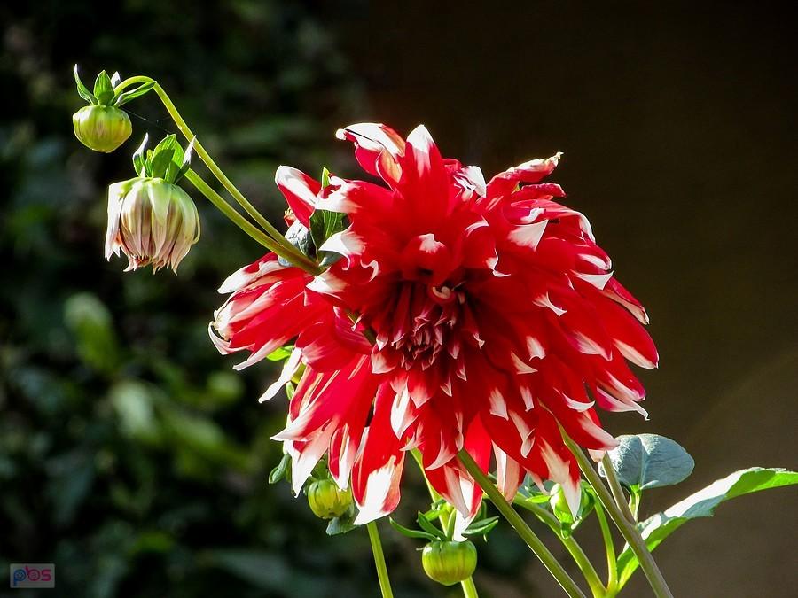 Dalia red empire