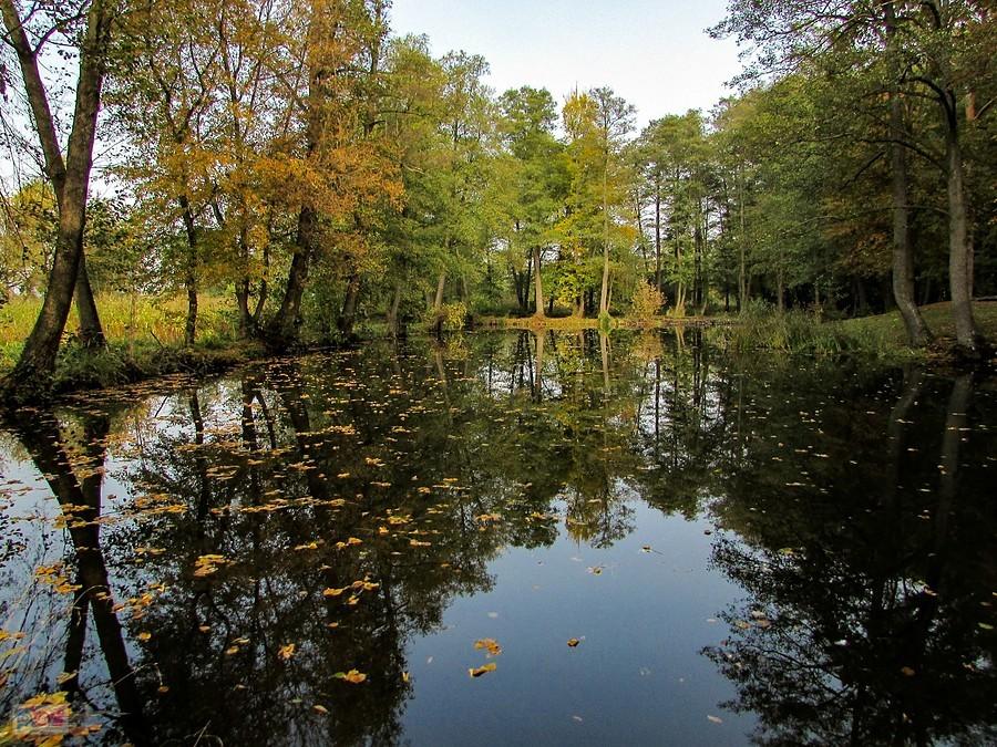 Staw w Parku Zdrojowym połączony jest z Jeziorką