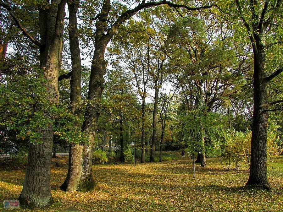Dęby w Parku Zdrojowym