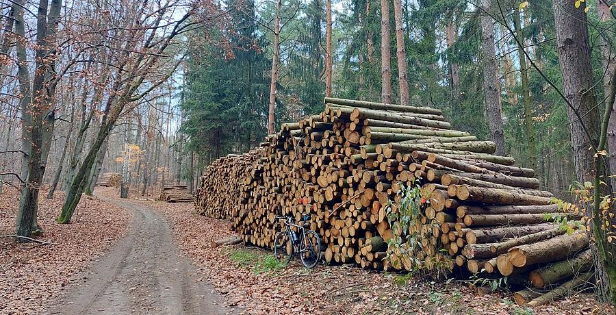 Kolejny sukces Lasów Państwowych :/