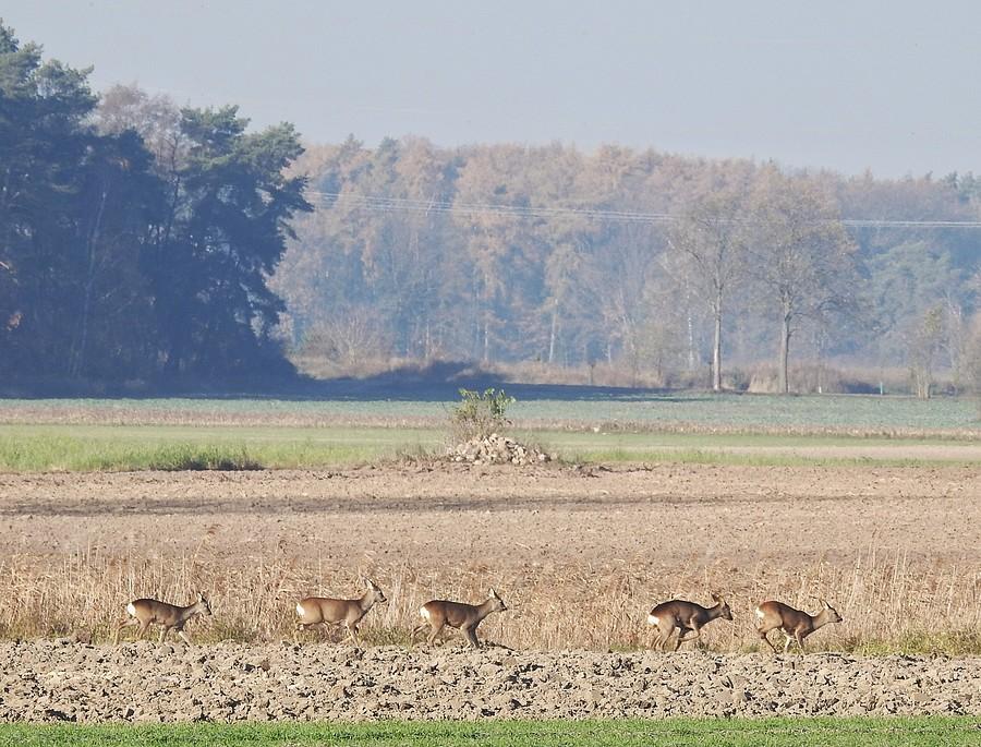 Pędzące stadko saren