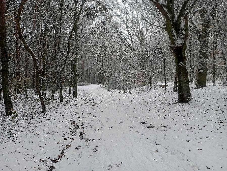 Niestety pierwszy śnieg 19 listopada 22 r.