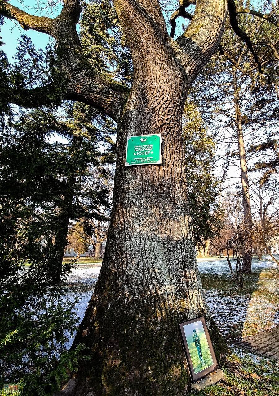 Dąb Józef ostrzega