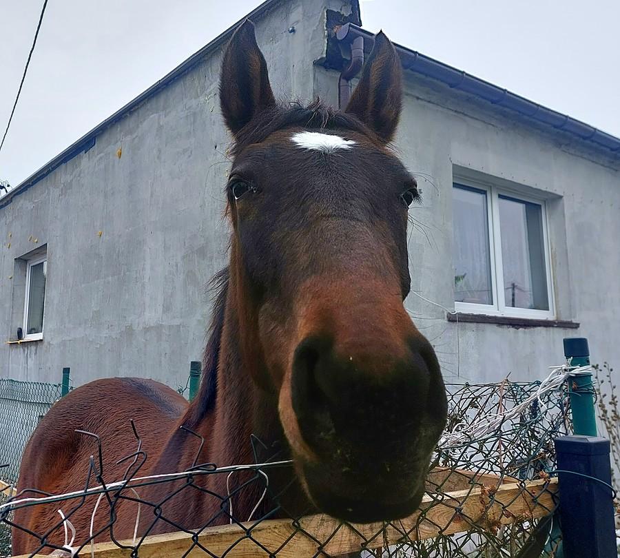 Nowy konik do zapoznania