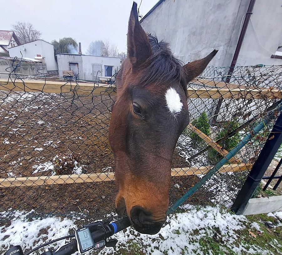Konik postanowił zjeść mi kierownicę :)