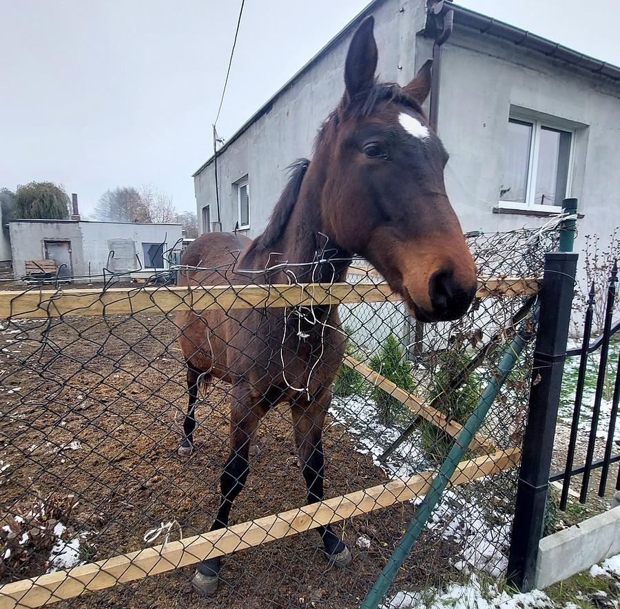 Konik w pełnej krasie