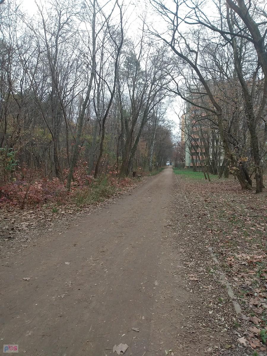 Przy lasku na Kole