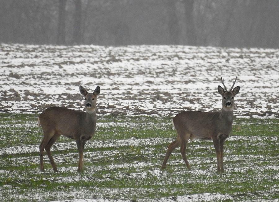 Parka zmarzniętych sarenek