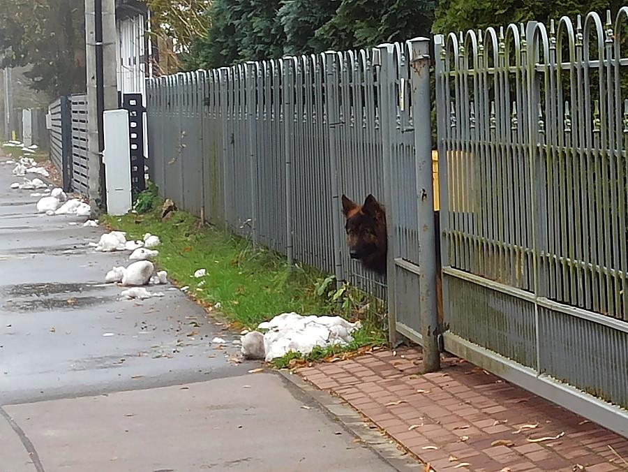 Pies z Tanowa - nie szczekał na mnie.