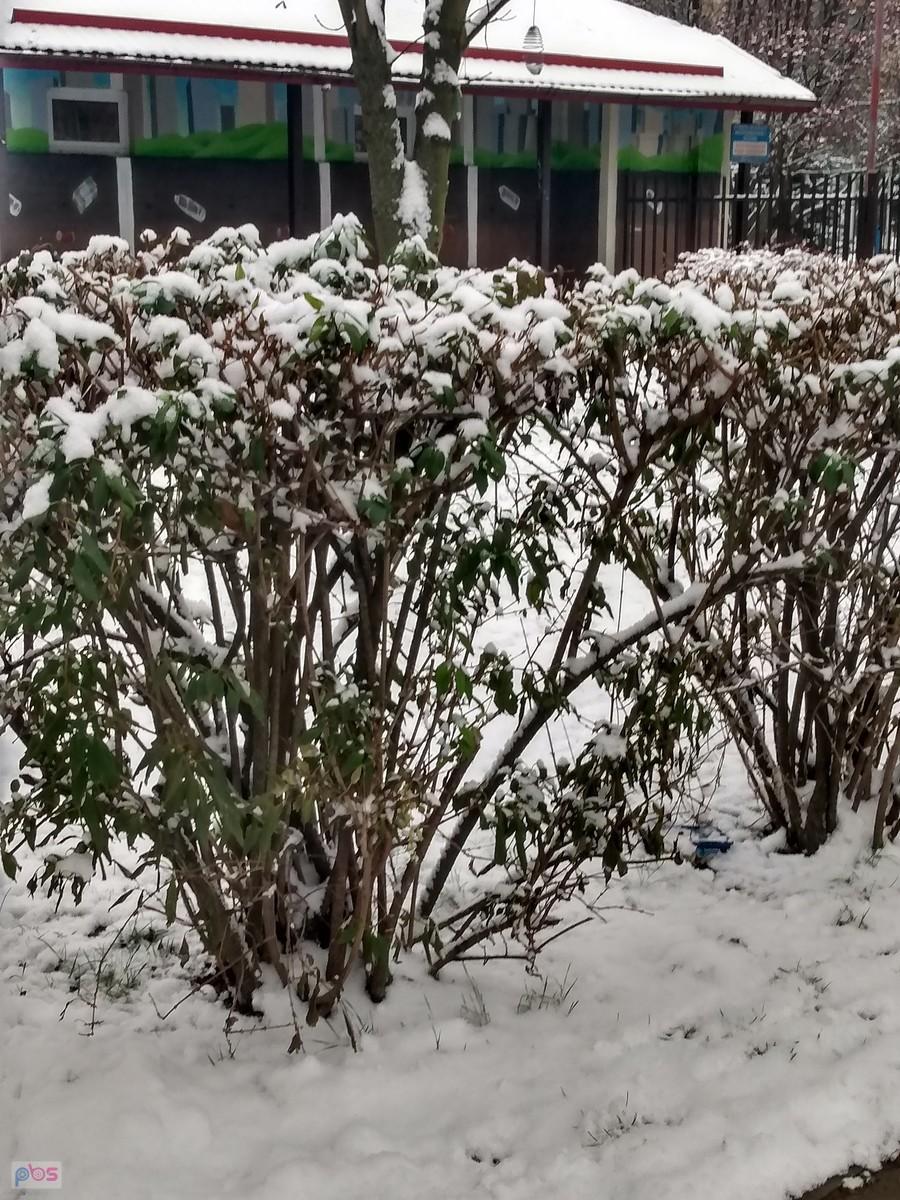 Krzewy pokryte śniegiem