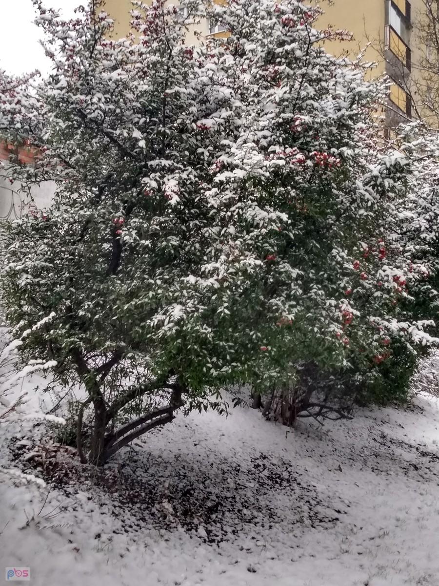 Pośnieżony krzew ozdobny