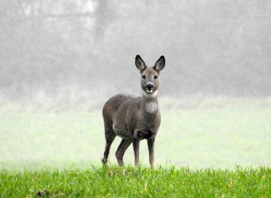 Kolejna czujna sarenka