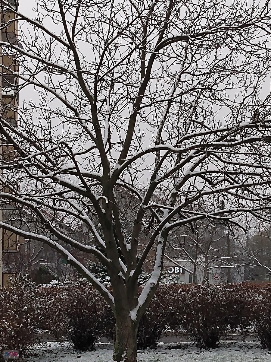 Drzewo zimą ze śniegiem na gałęziach