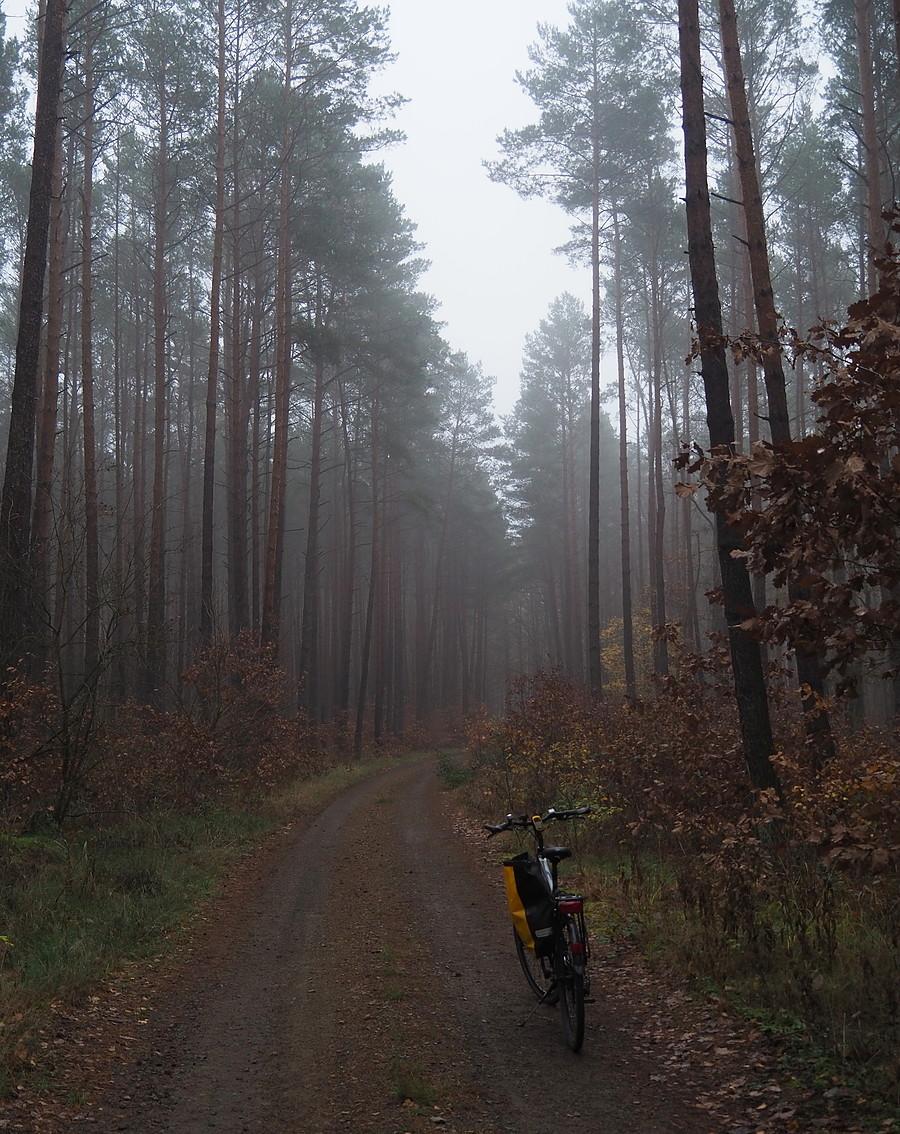 Zamglona Puszcza Rzepińska