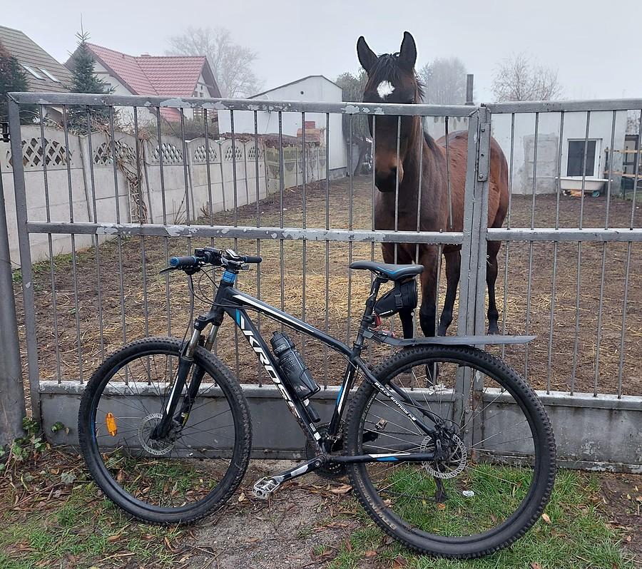 Konik zaciekawiony rowerem