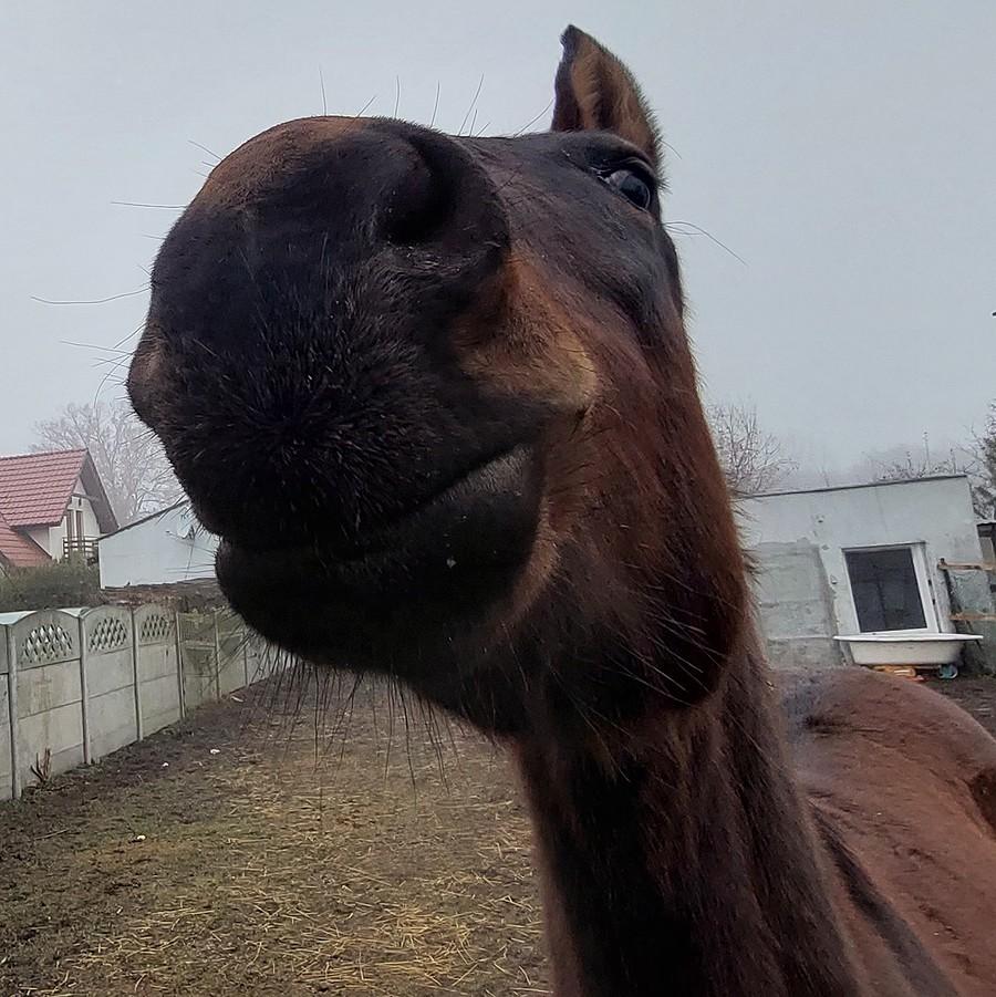 Uśmiechnięty konik :)