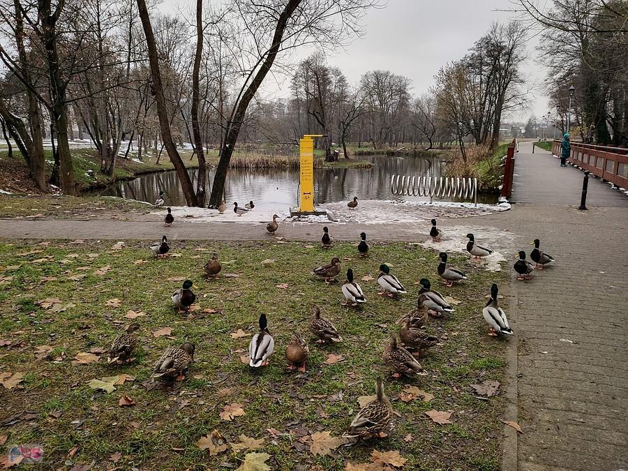 Kaczki jak zawsze głodne