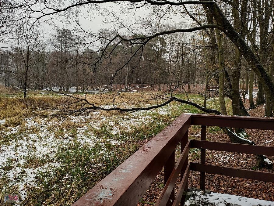 Widok z pomostu na mokradła Jeziorki