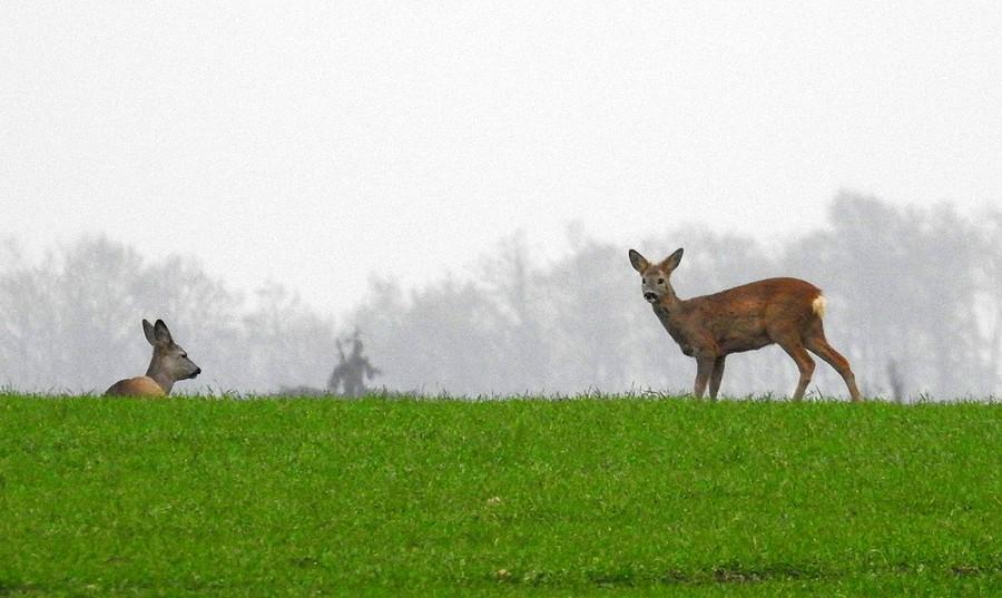 Odpoczywająca sarenka i czujna sarenka