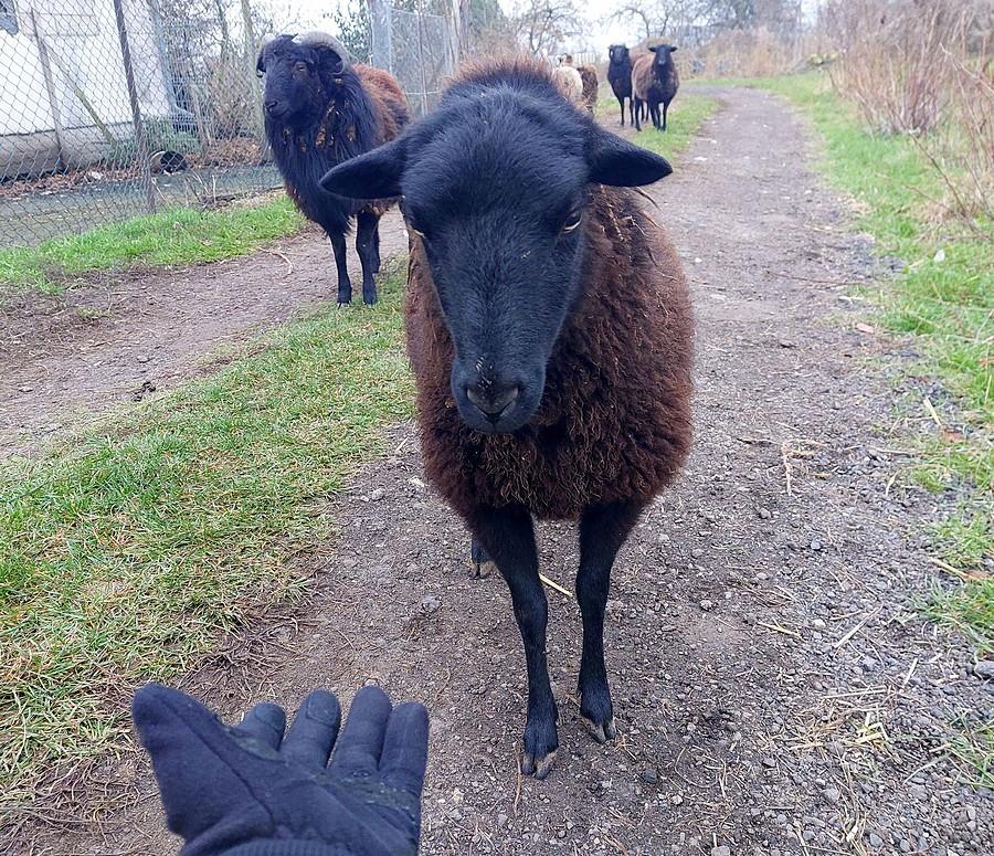 Odważna owieczka
