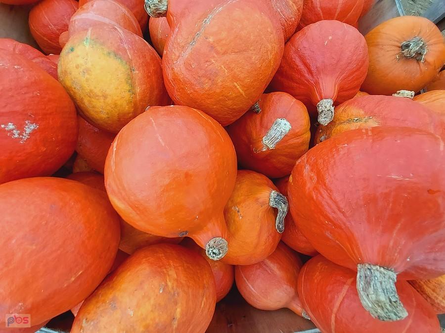 Pomarańczowe dynie